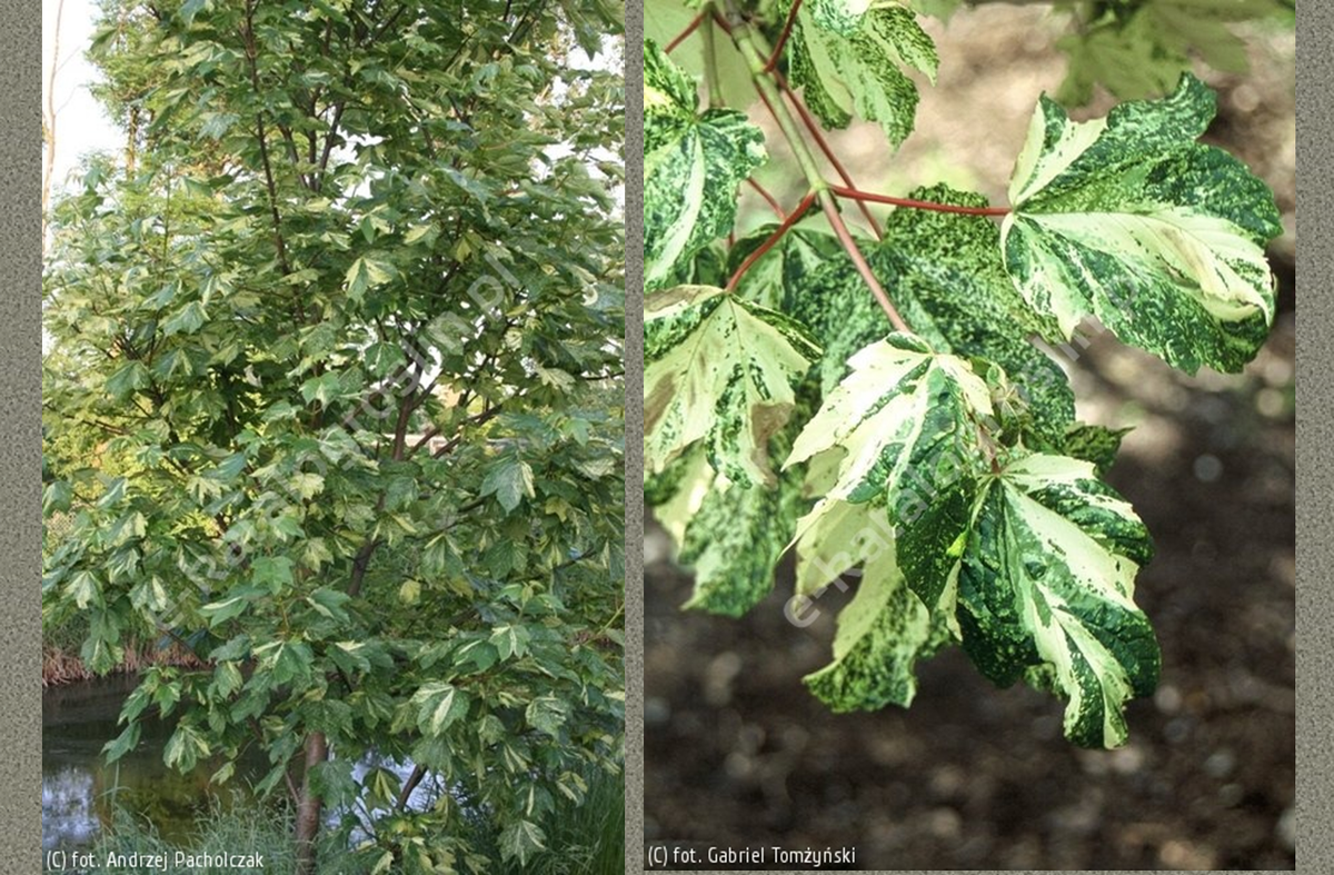 Как называется белое дерево