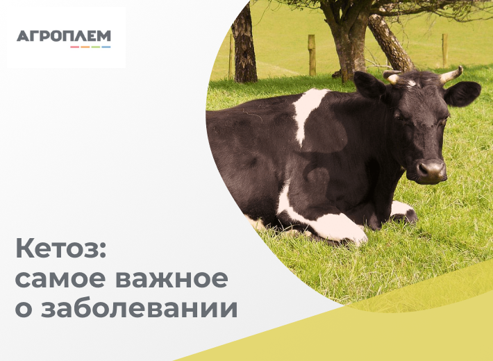 Кетоз: основные факты | Агроплем | Дзен