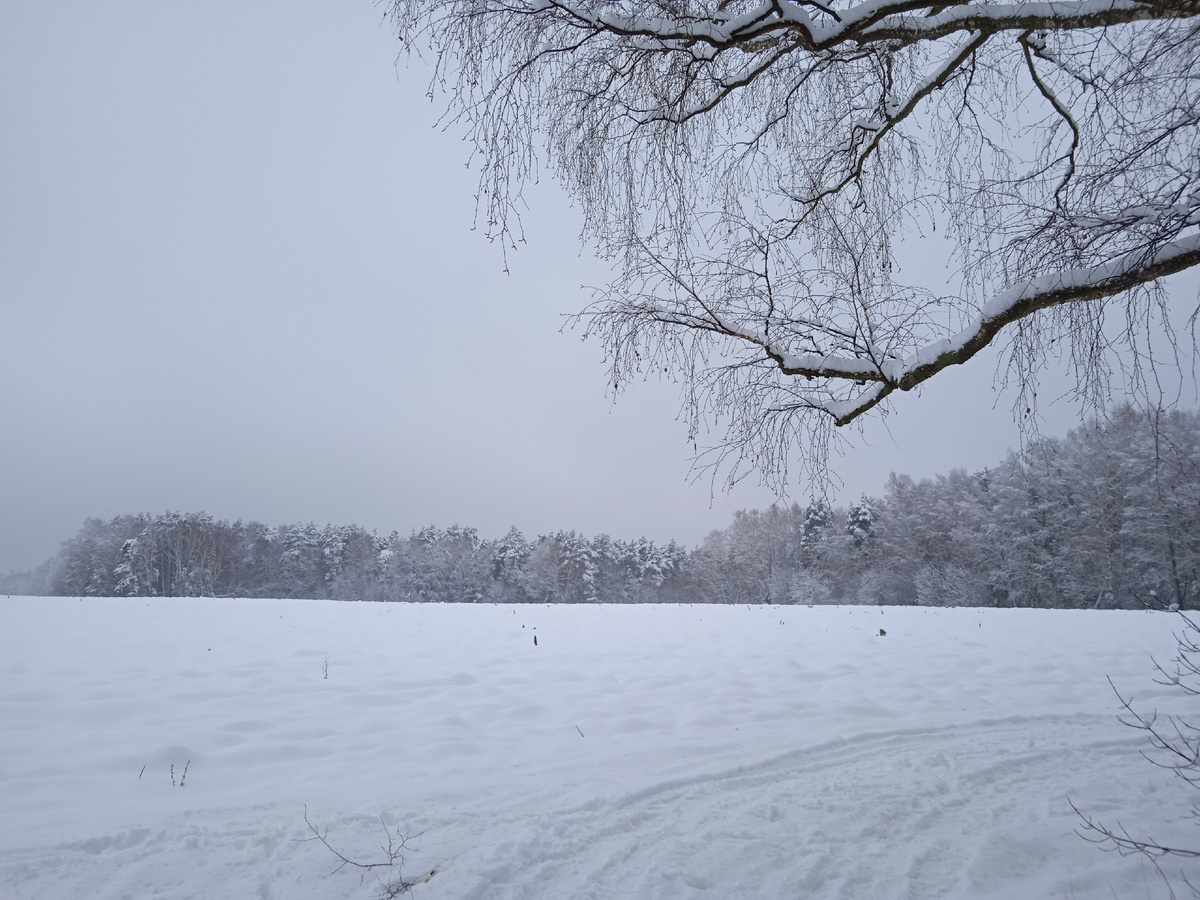 деревенская опушка