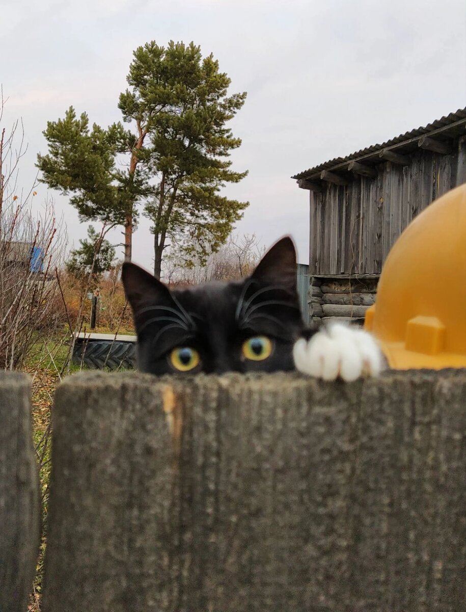 Сажик. Наш кот