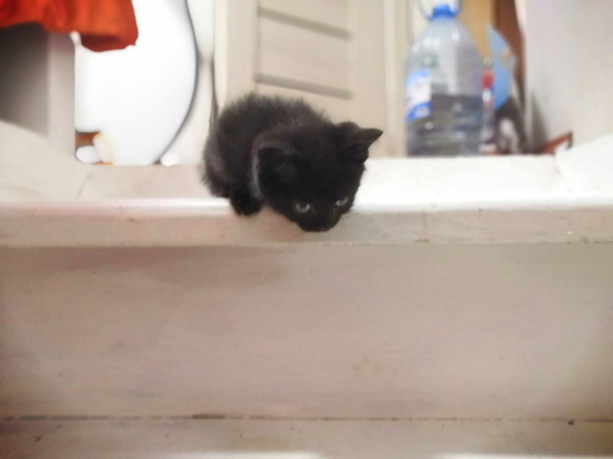 Свати сопереживает Сири-У