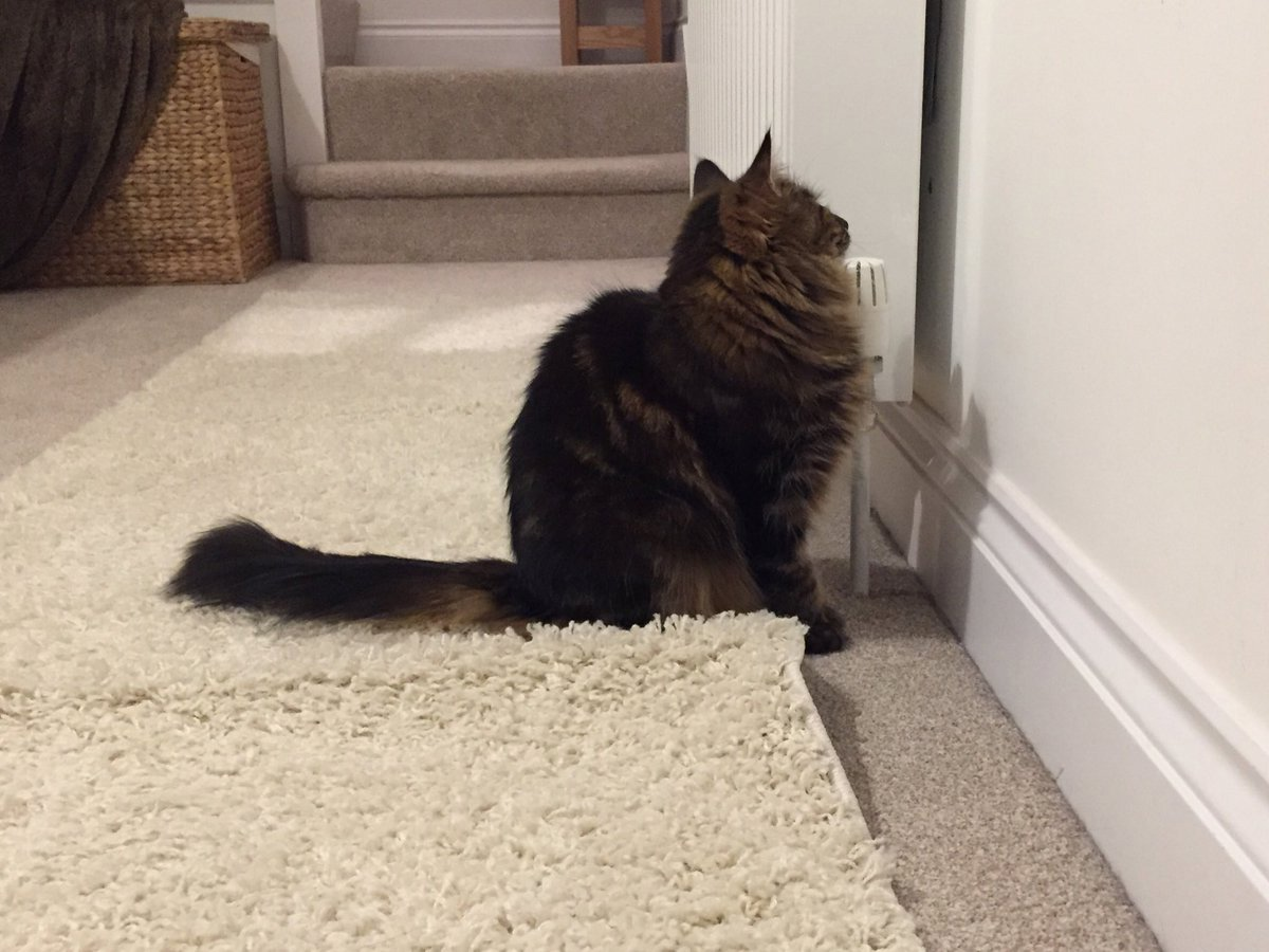 Почему кошка смотрит в стену: основные причины и объяснения