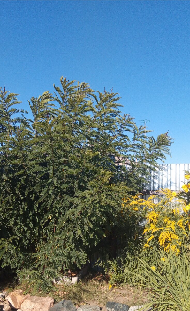 АМОРФА  В  МОЁМ  САДУ