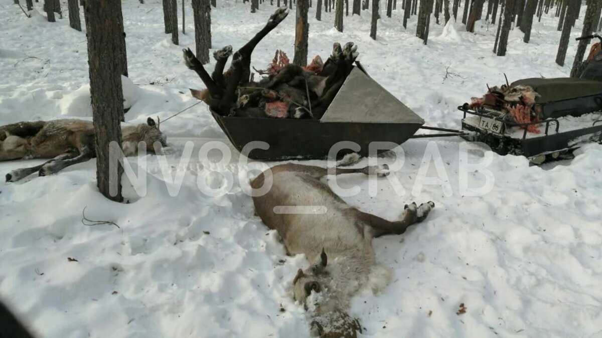     За несколько недель погибло около 150 оленей.