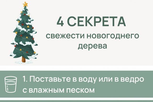    Секреты свежести новогоднего дерева. Инфографика