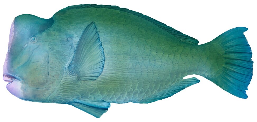 Bolbometopon muricatum