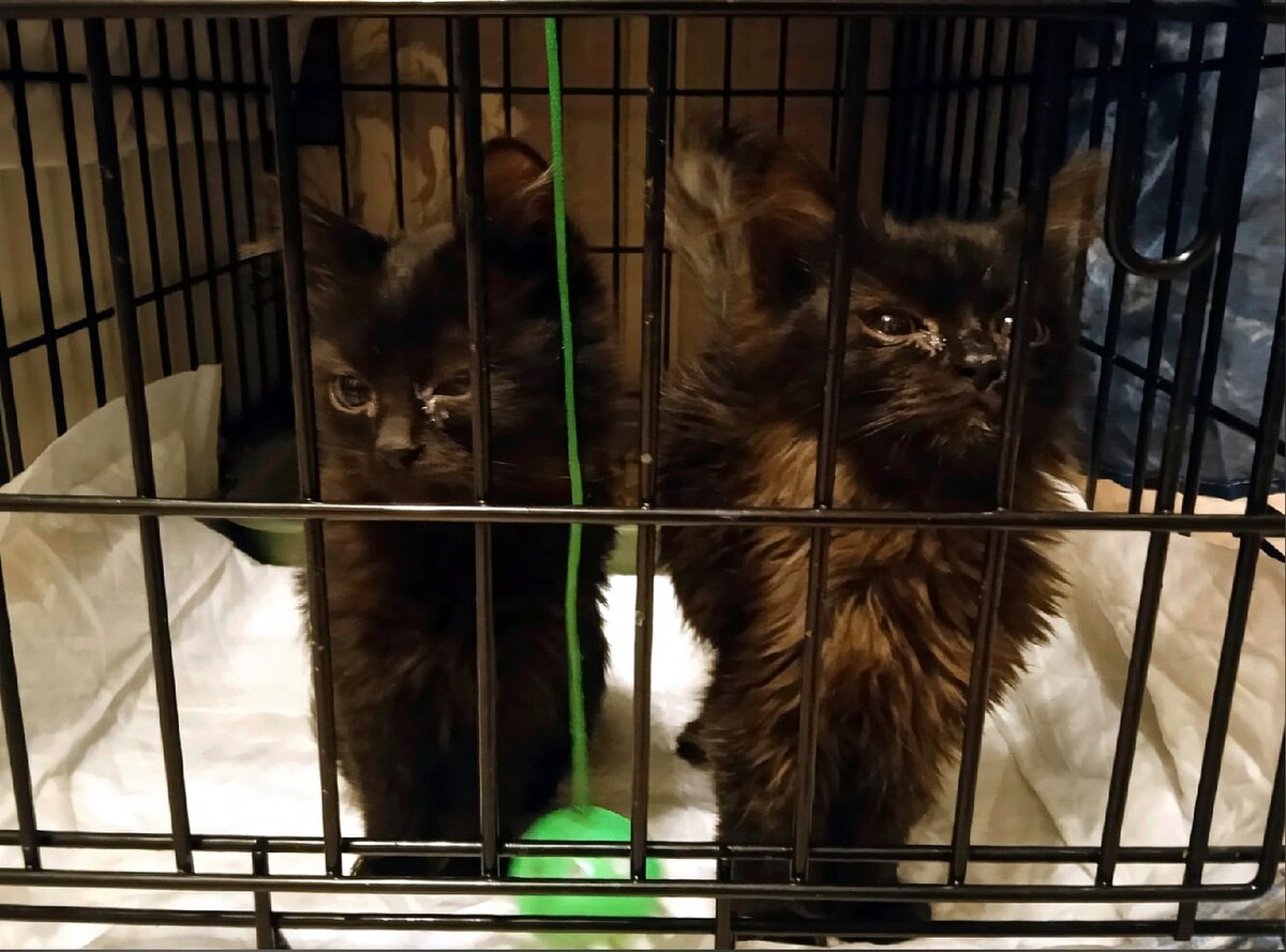 Первые трофеи. самые маленькие и слабенькие.