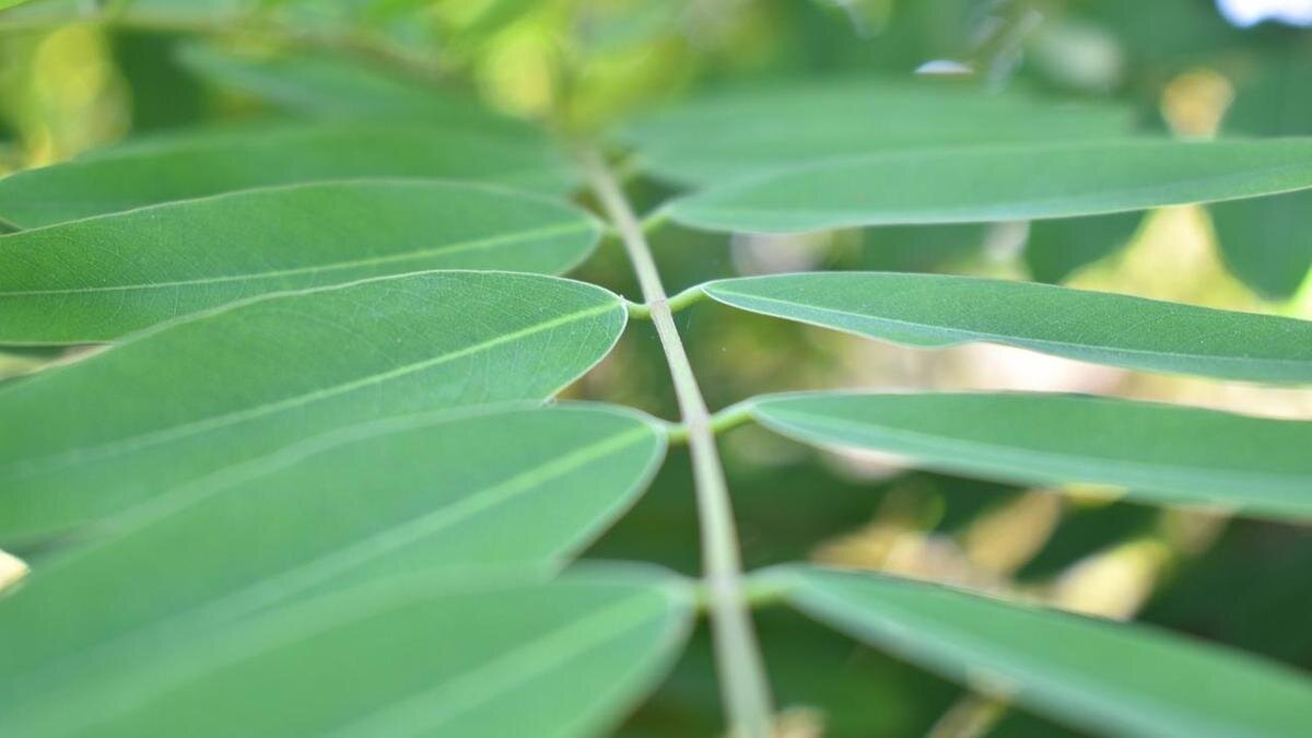    Трава сенна:Pixabay