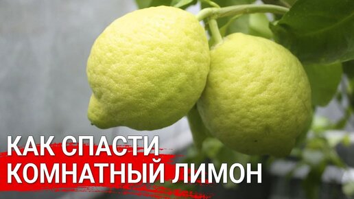 Клуб наталии петренко