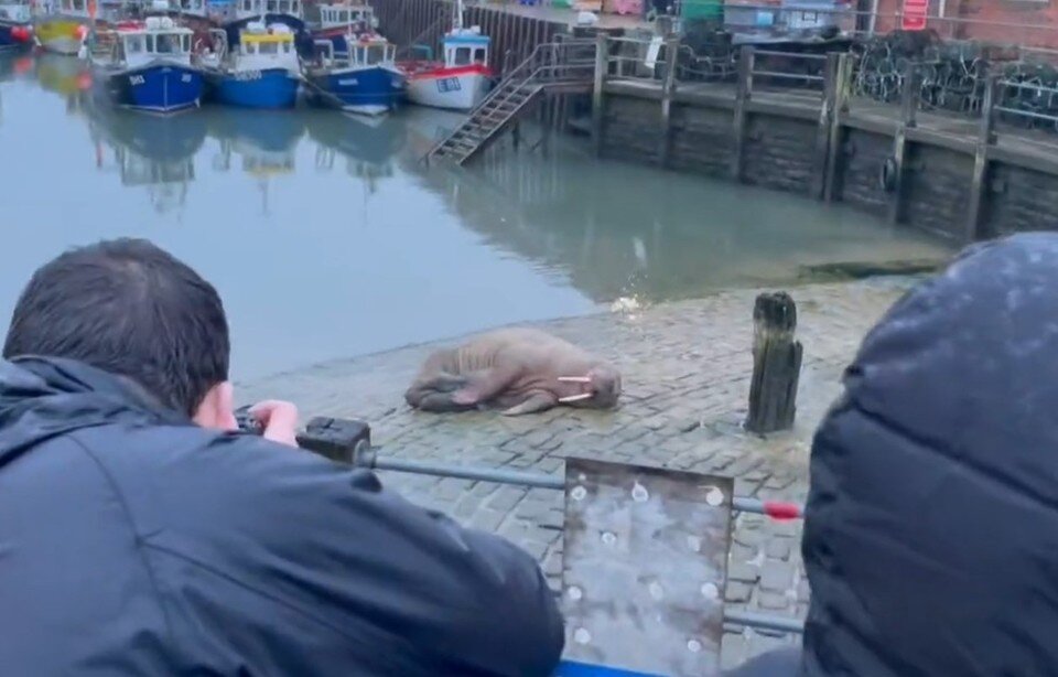    Мэрия решила отменить традиционный новогодний фейерверк, дабы залпы не потревожили непривыкшего к громким звукам моржа.  YouTube