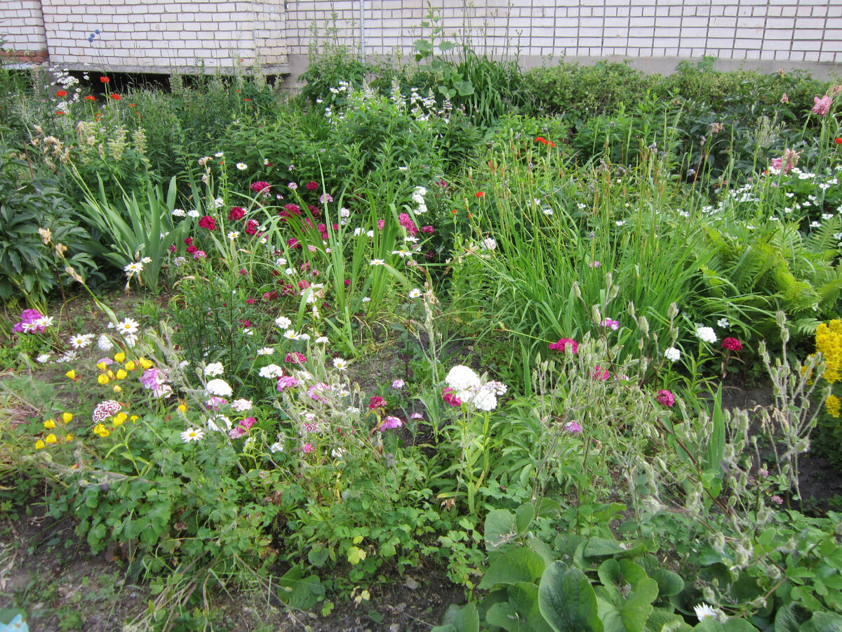 Турецкая гвоздика, энотера, вербейник обыкновенный. Но их тоже нужно поливать. А что это там таким фонтаном? Злаки? И папоротник рядом. А что.