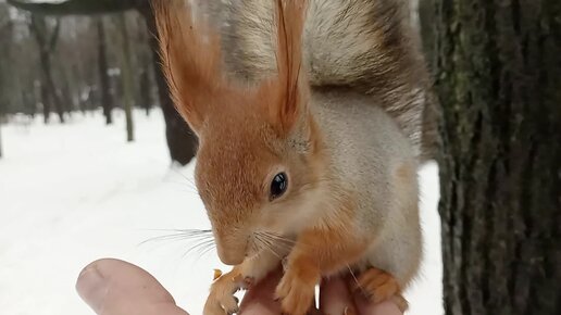 Забегал Длинноухий