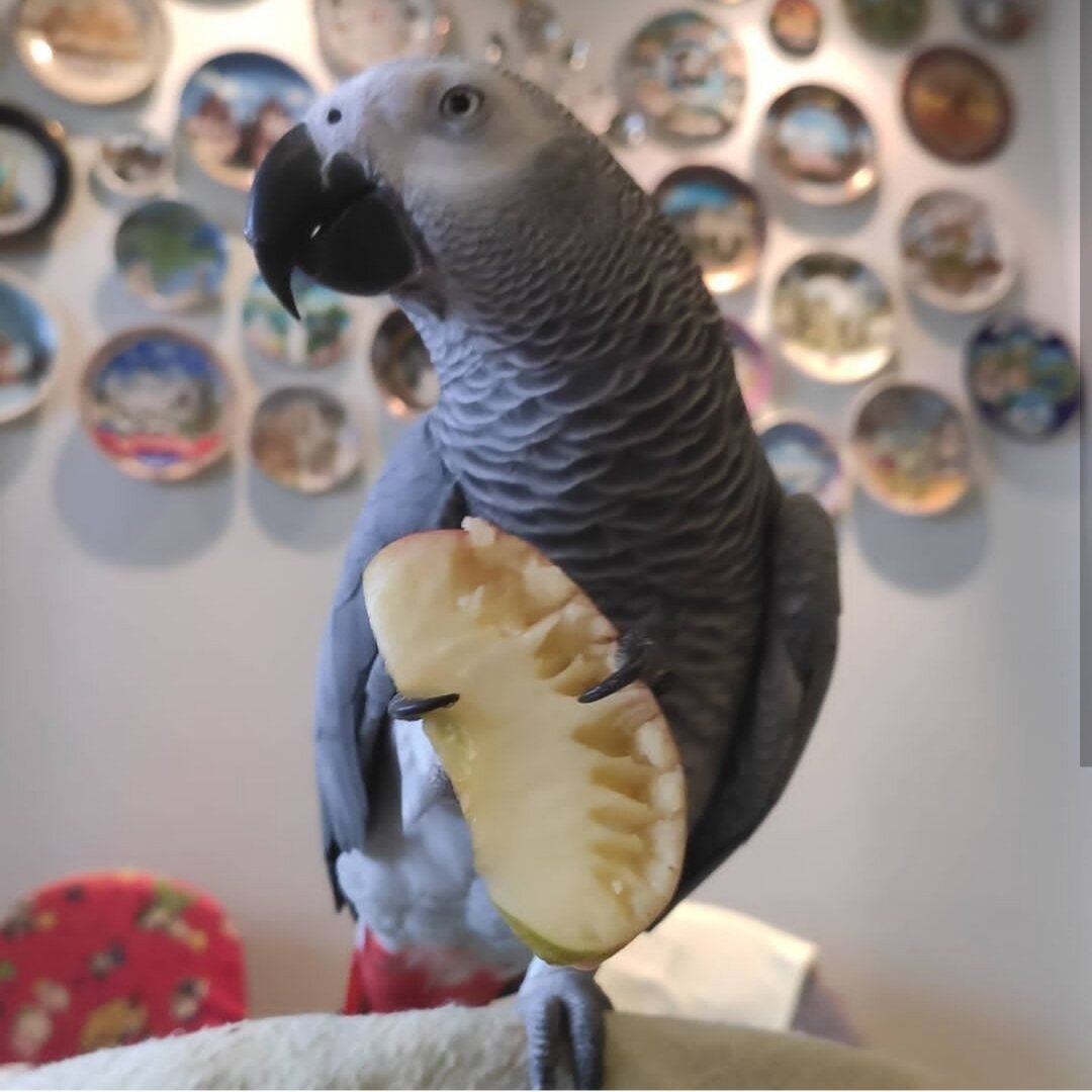 Рацион (кормление) крупных попугаев