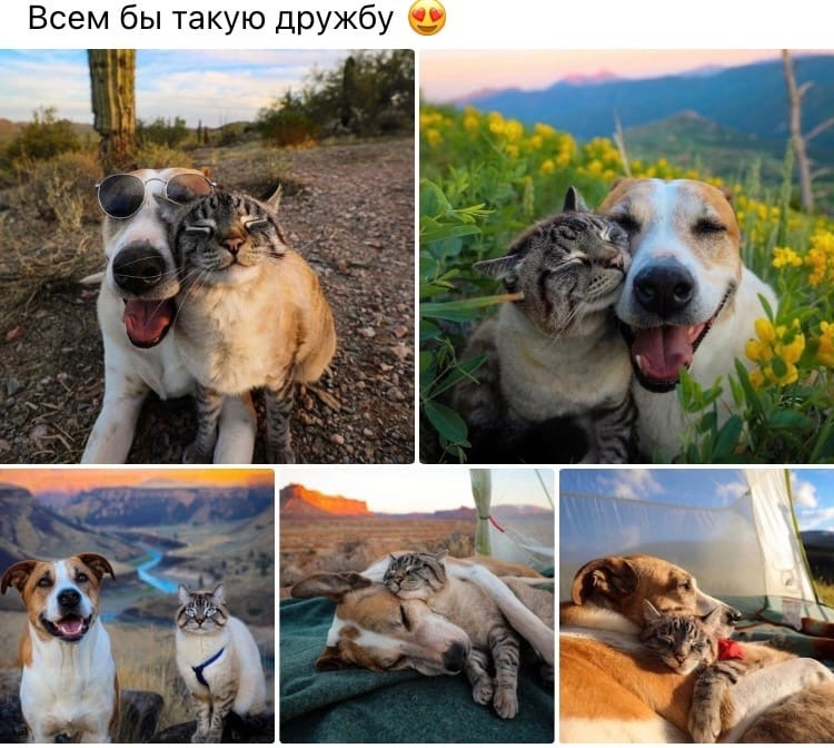 А у вас есть друзья противоположных стихий ?