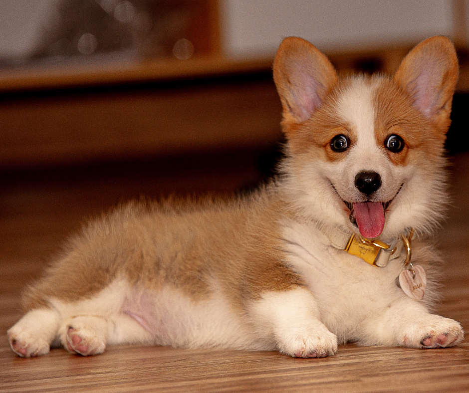 Платная коллекция canva