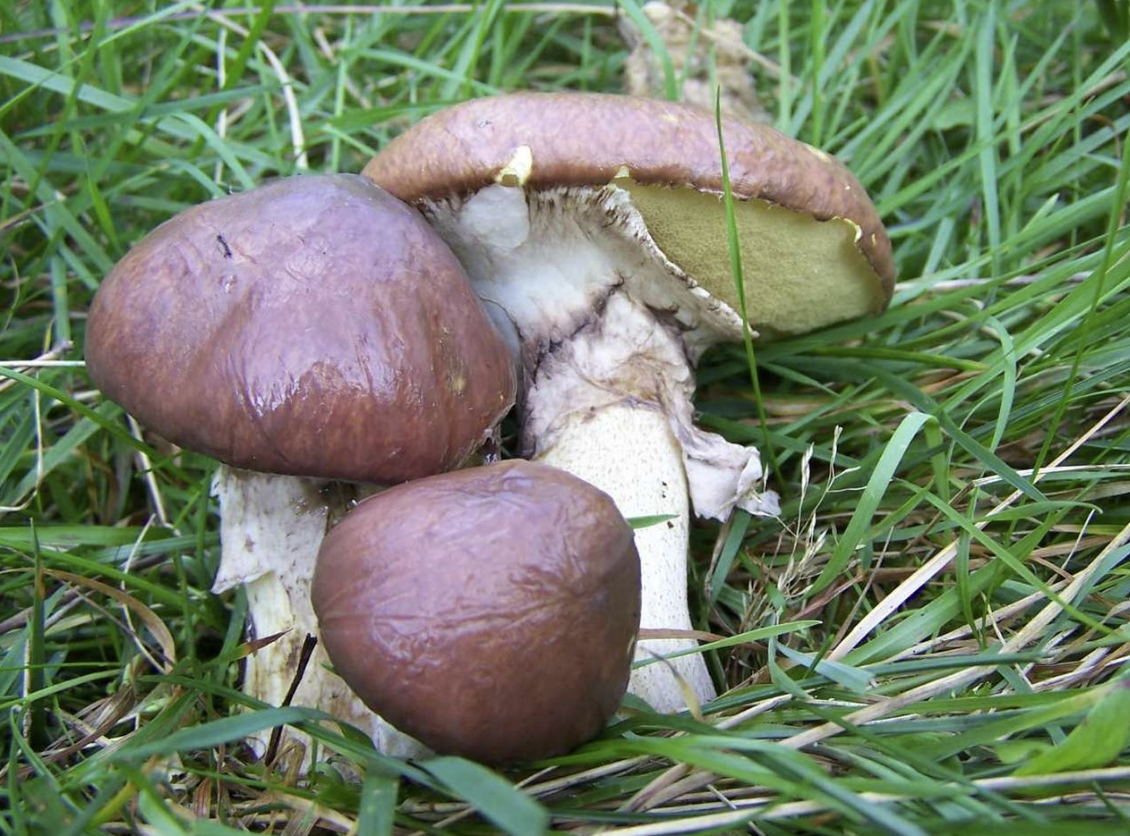Масленок поздний, осенний, обыкновенный, желтый (Suillus luteus)