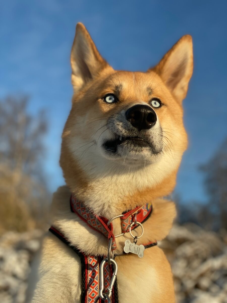 "Я за Снегурочку! Чего там тебе рассказать?!"