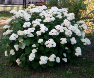 Гортензия древовидная Hydrangea arborescens 
