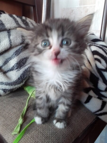 Пока еще безымянное существо с дикими глазами в разные стороны