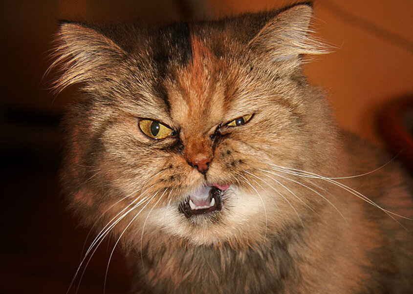 яндекс фото