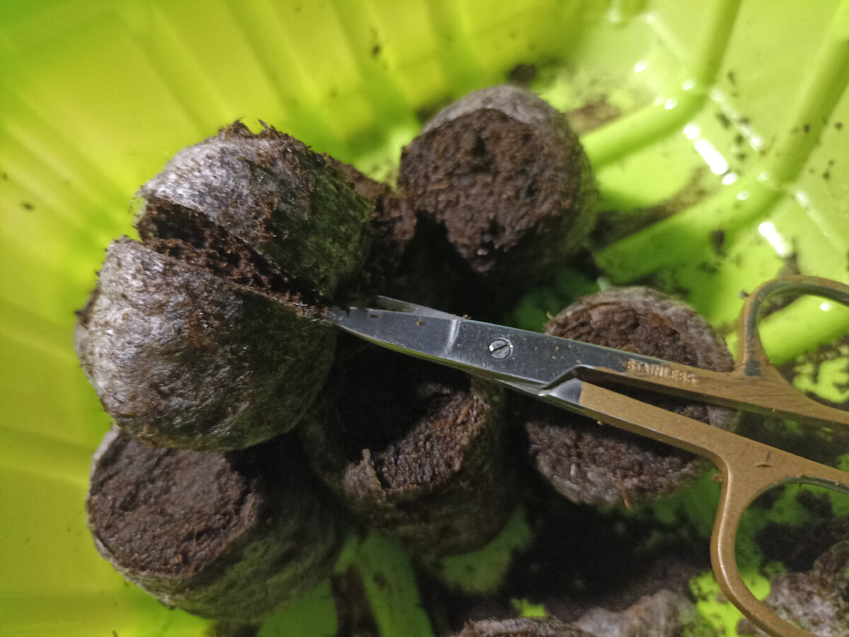 Лайфхак. Разрезаю торфяную таблетку пополам. Фото автора