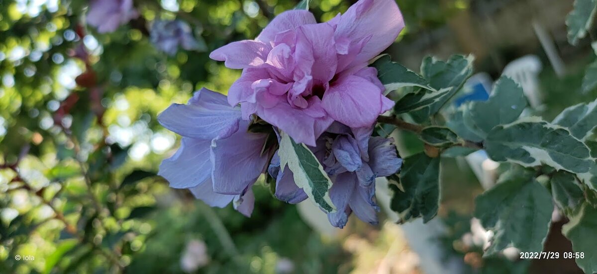 Цветет контрастными к варьегатной листве лавандово-голубыми цветочкам