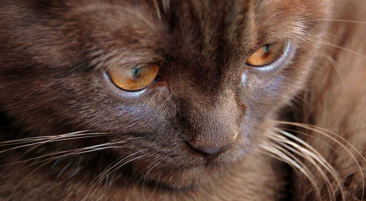 Фото из Интернета.