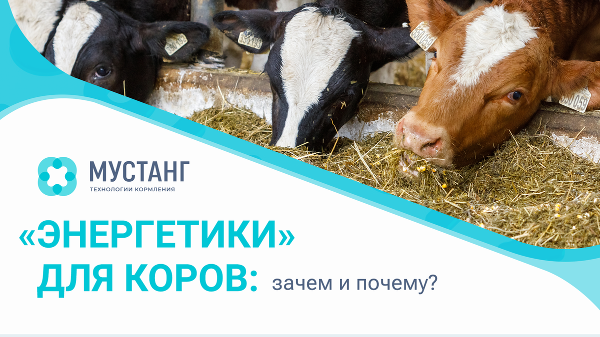 Энергетические добавки для коров. Права принадлежат Мустанг Технологии Кормления