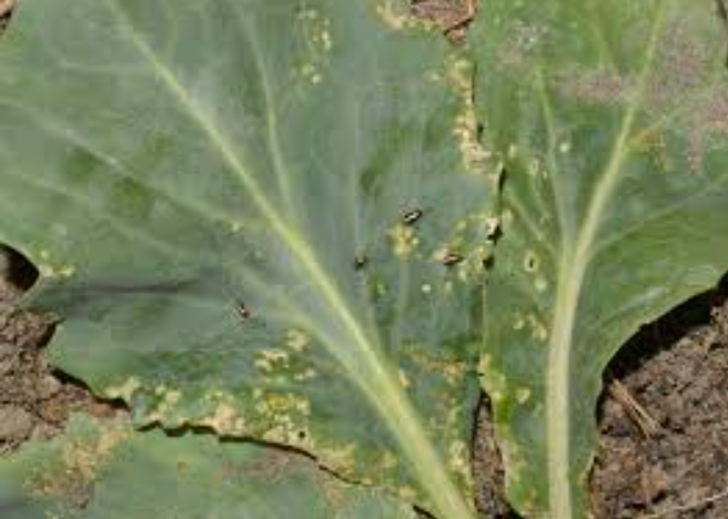 Фото из интернета 