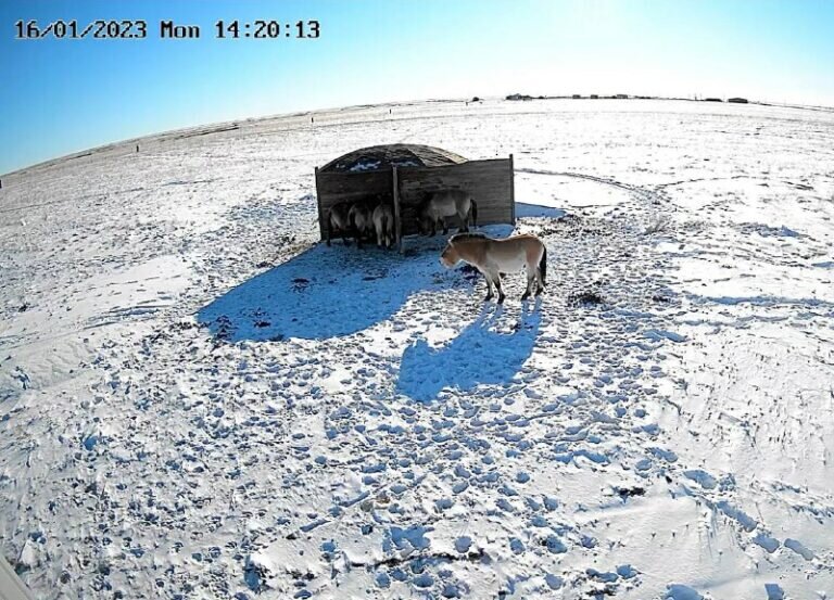    За лошадями Пржевальского из Оренбургского заповедника теперь можно наблюдать онлайн Елена Шкатова