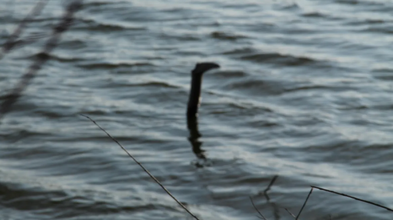 А это? Это просто палка. Изображение предоставлено: Mysikrysa / Shutterstock.com 