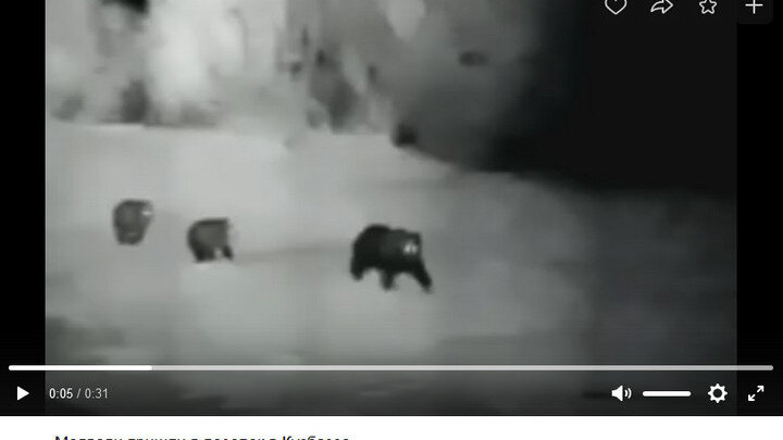 МИШКИ УСПЕЛИ ПОПОЗИРОВАТЬ ПЕРЕД КАМЕРОЙ. ФОТО: КАДР ВИДЕО ПРАВООХРАНИТЕЛЬНОГО ПОРТАЛА КУЗБАССА