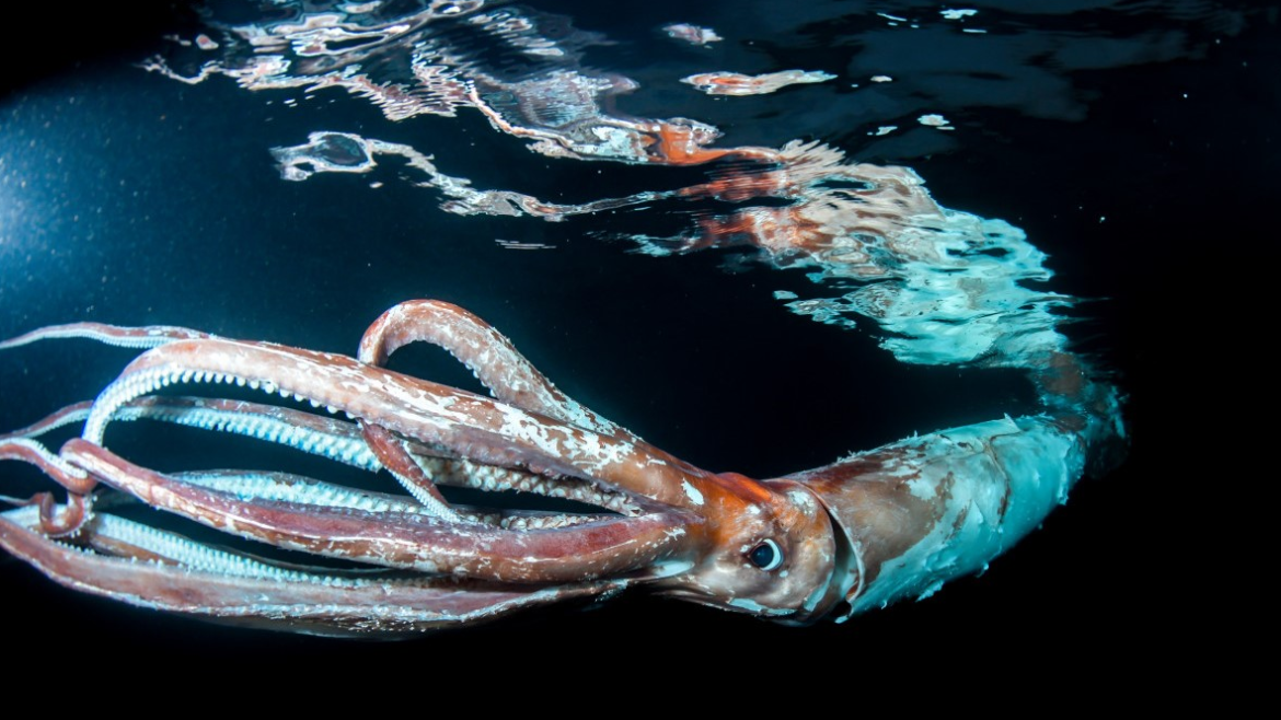 Гигантский кальмар плавает среди водорослей у поверхности Японского моря. Возраст кальмара, вероятно, составлял 2-3 года. (Фотография предоставлена: Dive Resort T-Style (www.takeno-diving.com)) 