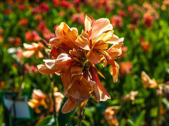     Фото Игоря Самусенко и Николая Носкова/nikitasad.ru/