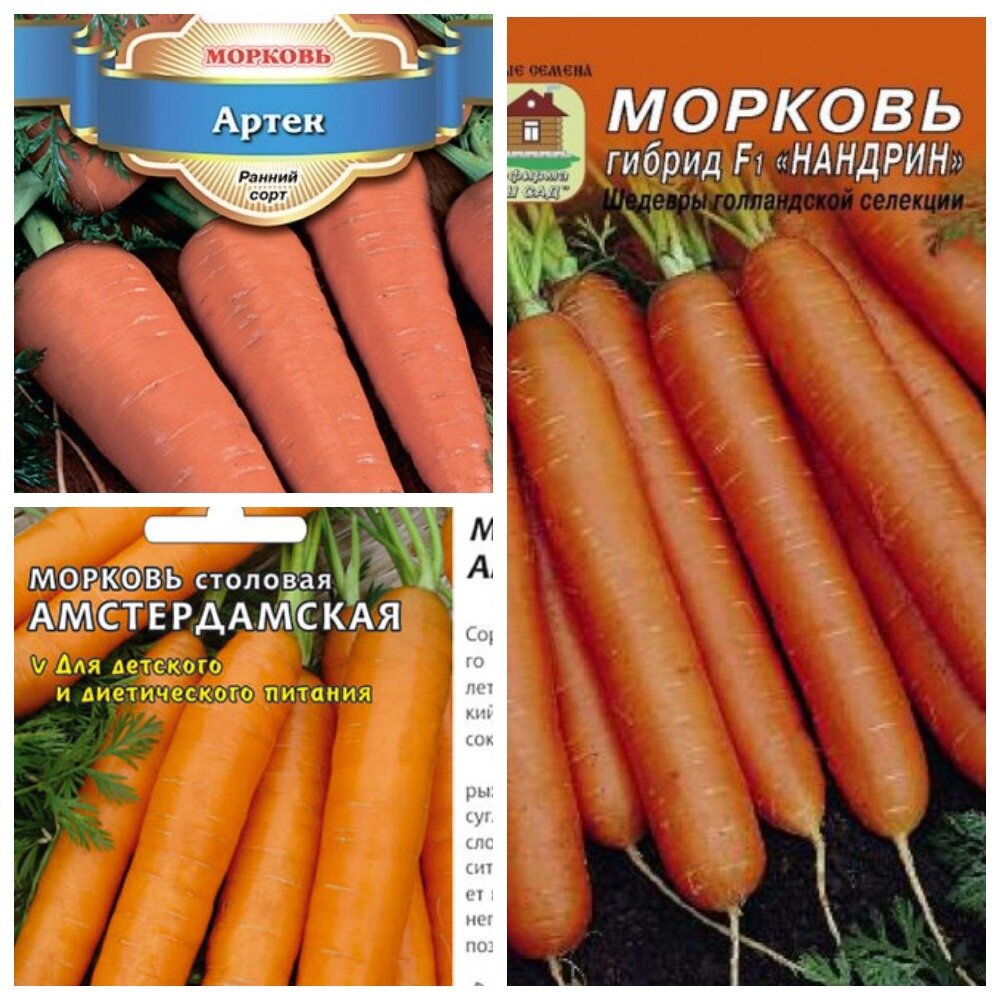  Морковь полезна для организма и это факт. В моркови содержится витамины различных групп плюс микроэлементы полезные для организма. Поэтому морковь и выращивают люди. Сортов у моркови множество.