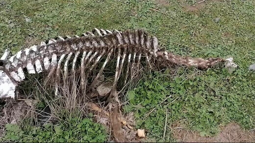     Местная администрация не принимала меры для ликвидации свалки в поселке Рощино, сообщает прокуратура.