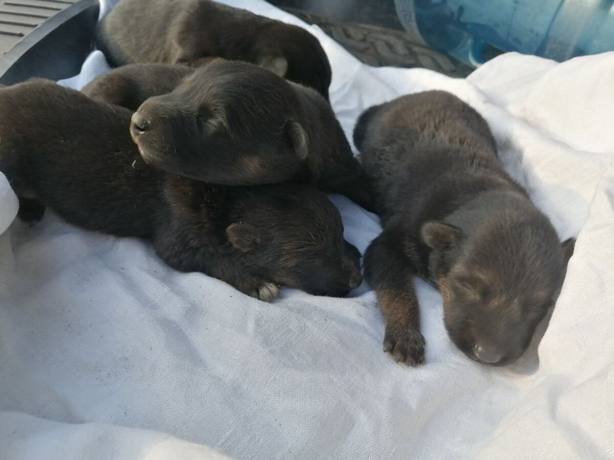 Малыши выжили. И их выхаживала куратор Елена, с нашей поддержкой. 