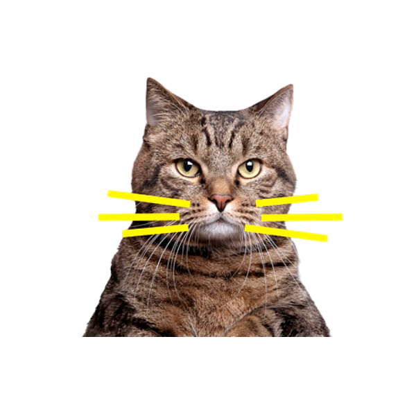 Кот Виктор собственной персоной