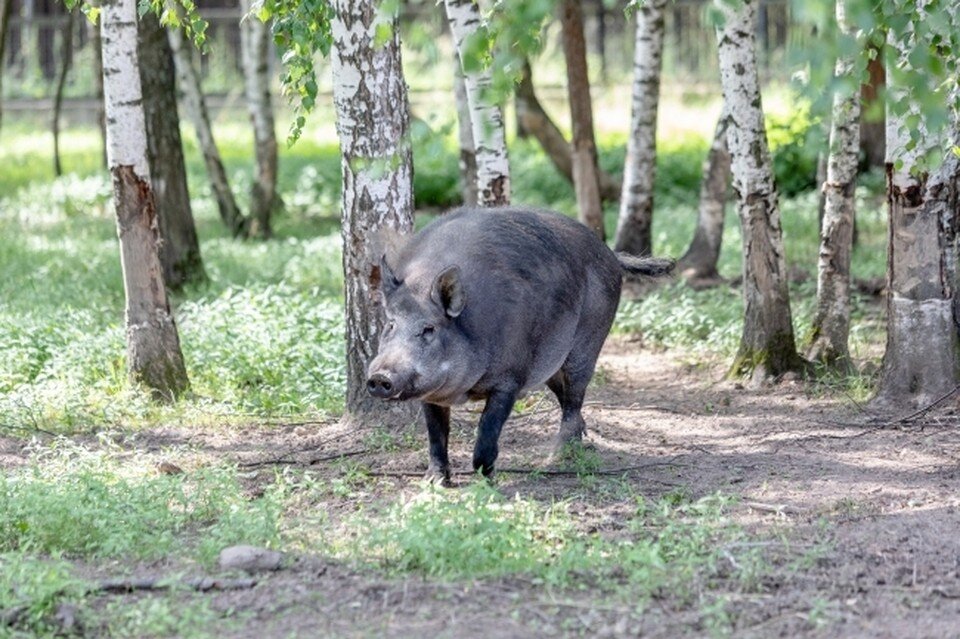     Фото: Абрамов Андрей