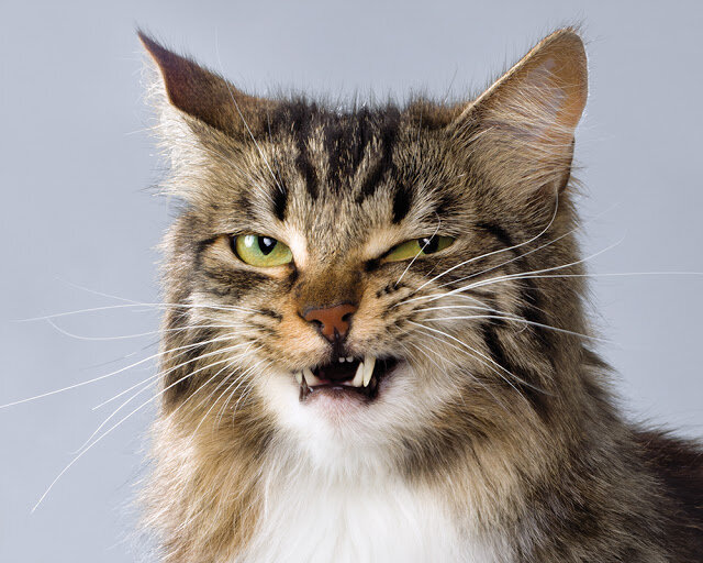 яндекс фото