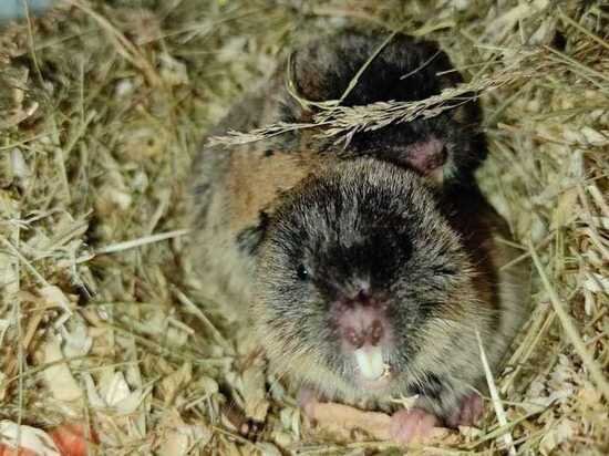     МК в Рязани