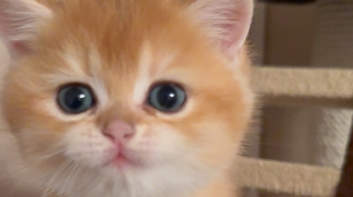 Кошка Хлоя | Фырк 😅 | Дзен