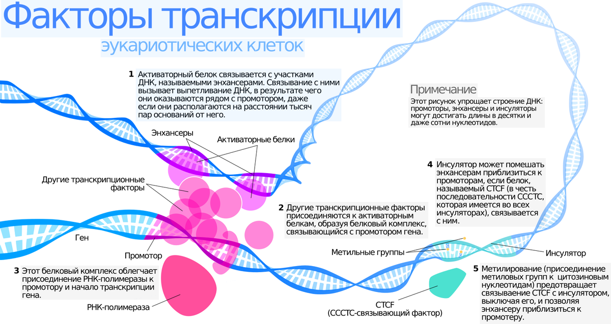 Факторы транскрипции. Transcription Factors. Транскрипционный фактор на ДНК. РНК-полимераза II.