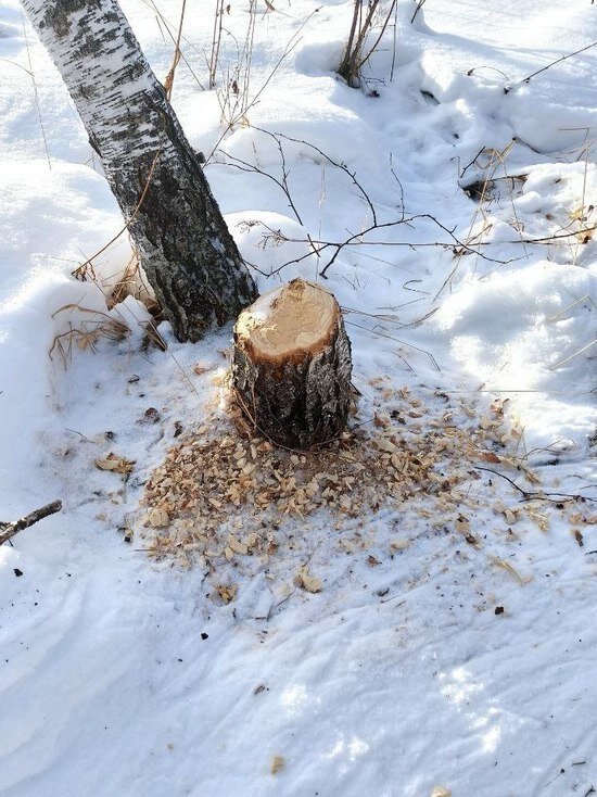     Фото: нацпарк "Зигальга".
