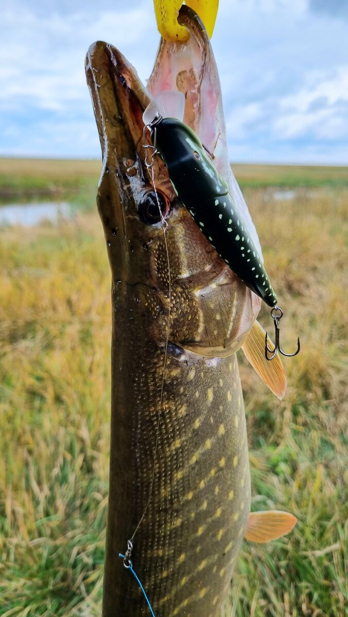 Бюджетный плетеный шнур от Sunline, положительный опыт! | Рыбацкая душа ...