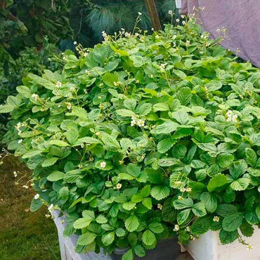 Земляника "Барон Солемахер" подходит для контейнерных посадок