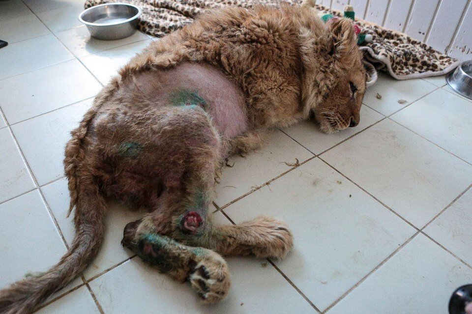     Ветеринар оценивал шансы Симбы 50:50 Валерий ЗВОНАРЕВ