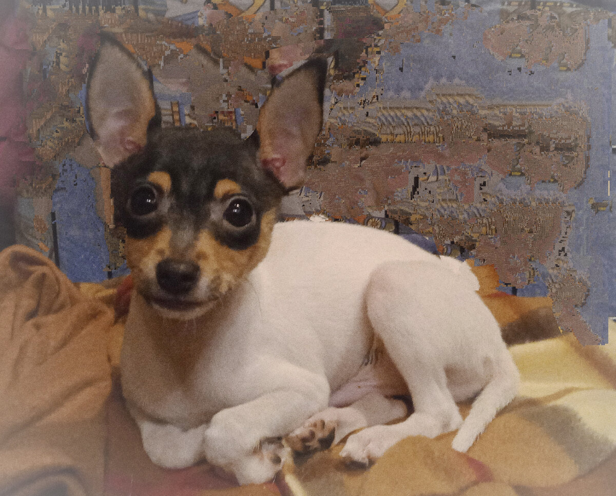 Той-фокстерьер