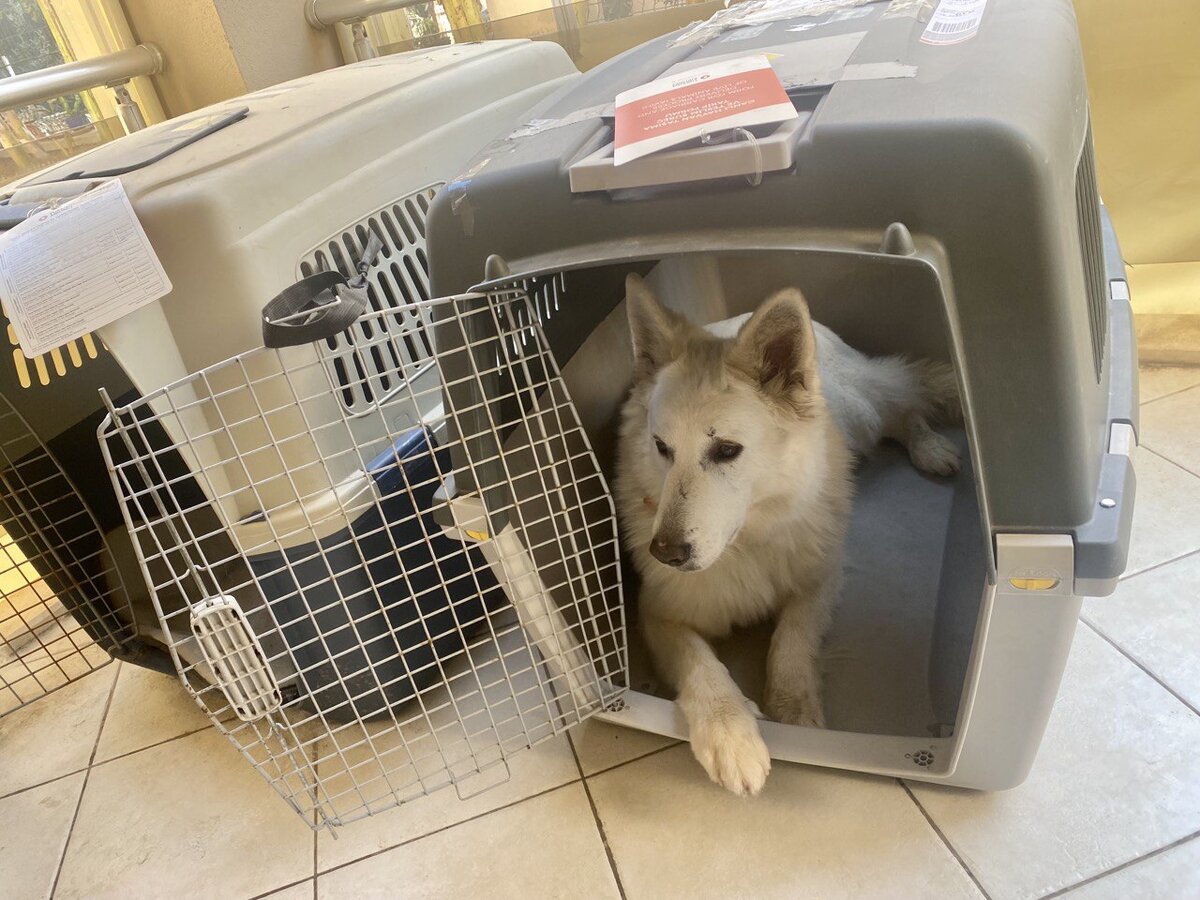 Ася любит полежать в боксе Бэйс в ее отсутствие