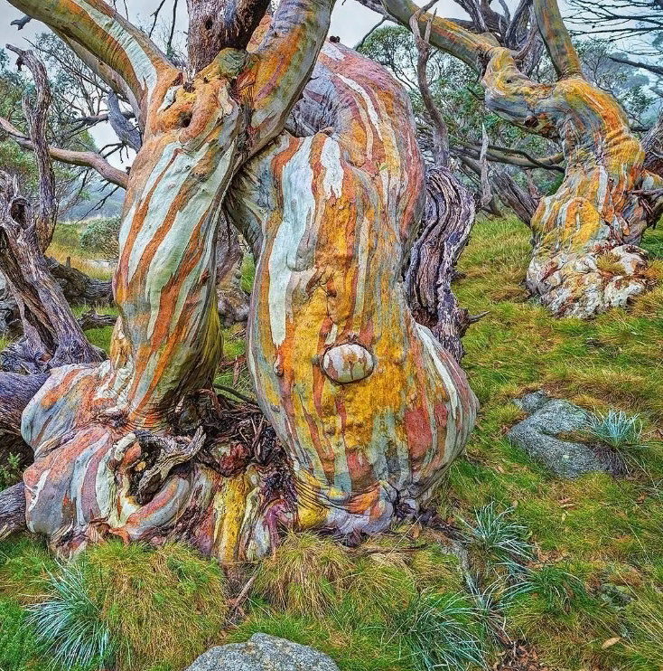 сад folly великобритания дерево слон. удивительно причудливые. удивительно причудливые. необычные домики. удивительно причудливые.